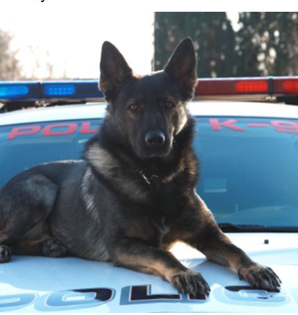 K9 Ringo - East Hempfield, Pennsylvania - Memorials to Fallen K-9's