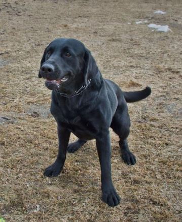 K9 Kodiak - The Ogdensburg, New York - Memorials to Fallen K-9's