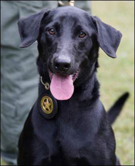 K9 Blue - Lowcountry, South Carolina - Memorials to Fallen K-9's