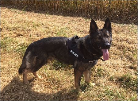 k9 chicko wiltshire memorials