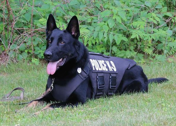 K9 Murphy – Bristol, Connecticut - Memorials to Fallen K-9's