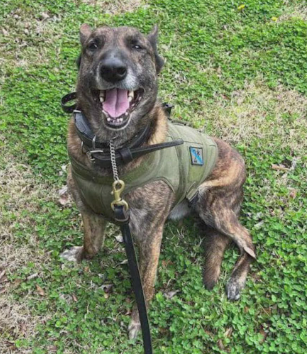 K9 Odin - Windsor, Virginia - Memorials to Fallen K-9's