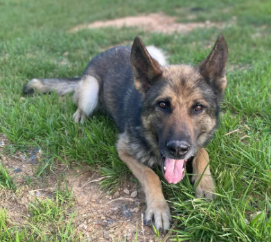 K9 Thor – Spotsylvania, Virginia - Memorials to Fallen K-9's