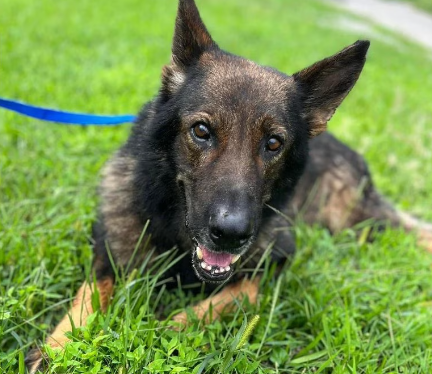 K9 Davis – Prestonsburg, Kentucky - Memorials to Fallen K-9's